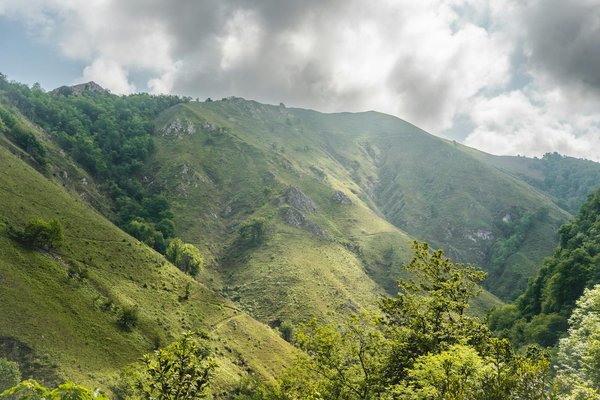 Quelles croisières offrent des excursions pour observer les narvals en Arctique?